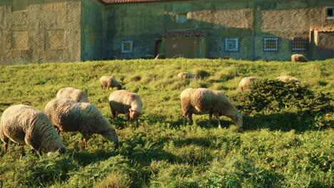 sheep grazing in a field near an old building