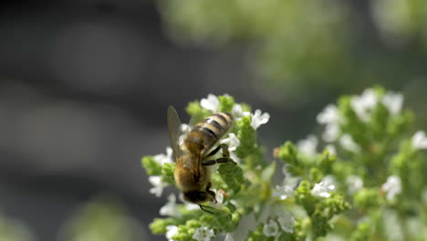 honeybee on oregano flower