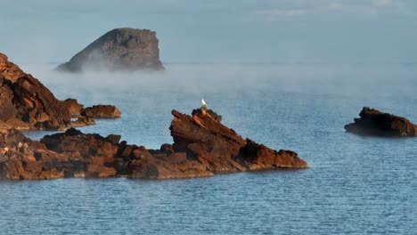 gaviotas en los acantilados rocosos de la isla española de menorca en europa occidental