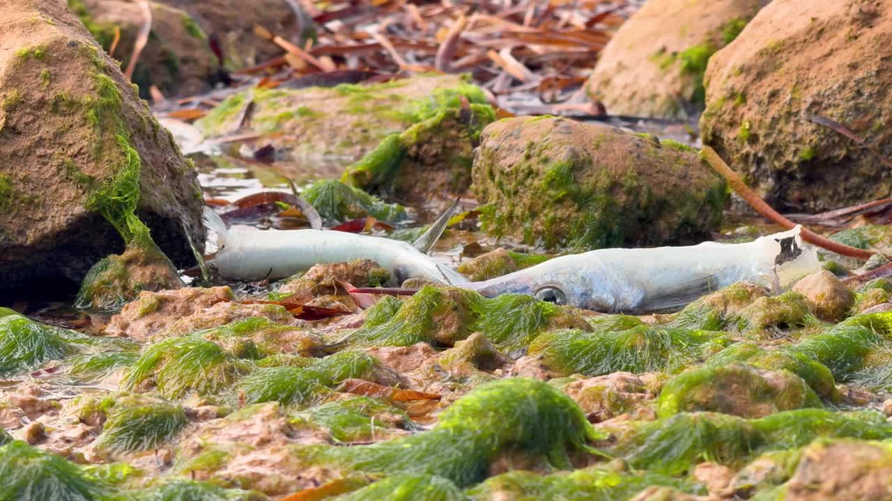 Showcasing the devastating impact of an algal bloom, with dead fish on a South Australian beach. Perfect for projects on environmental crisis, climate change, and ocean pollution