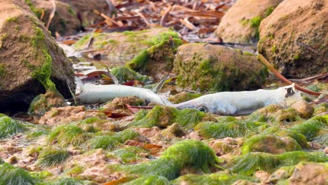 showcasing the devastating impact of an algal bloom, with dead fish on a south australian beach. perfect for projects on environmental crisis, climate change, and ocean pollution