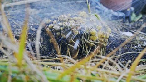 Ingwer-Ernte-In-Voller-Blüte-Haus-Gartenarbeit-Schmutz-Wird-Mit-Schlauch-Abgewaschen-Bereit-Zur-Ernte