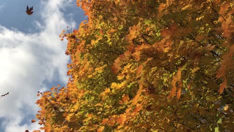 colorful autumn sky background with isolated leaves gracefully twirling around and falling from a blue sky background in slow motion