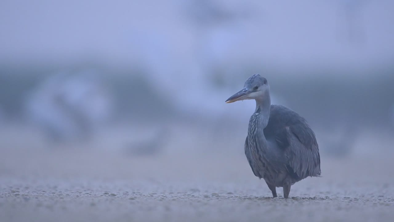 호숫가 지역에서 안개 낀 아침에 회색 헤론 낚시