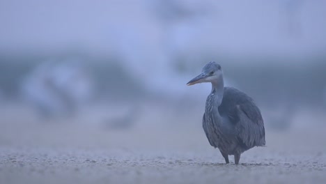 Graureiher-Angeln-Am-Nebligen-Morgen-Im-Seegebiet