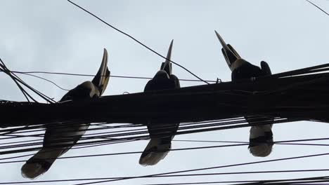 Grandes-Cálaos-Se-Relajan-En-Un-Poste-De-Luz-De-Phnom-Penh,-La-Vida-De-La-Ciudad-Es-El-Telón-De-Fondo-De-Su-Postura-Tranquila