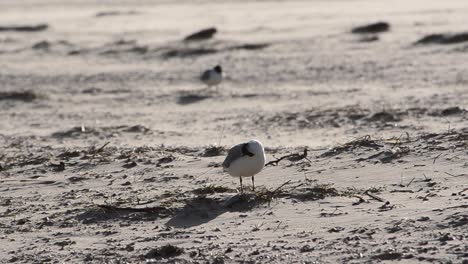 Gaviota-En-Un-Día-Ventoso-En-La-Playa