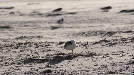 gaviota en un día ventoso en la playa