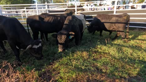 cows engaging and moving in an enclosure
