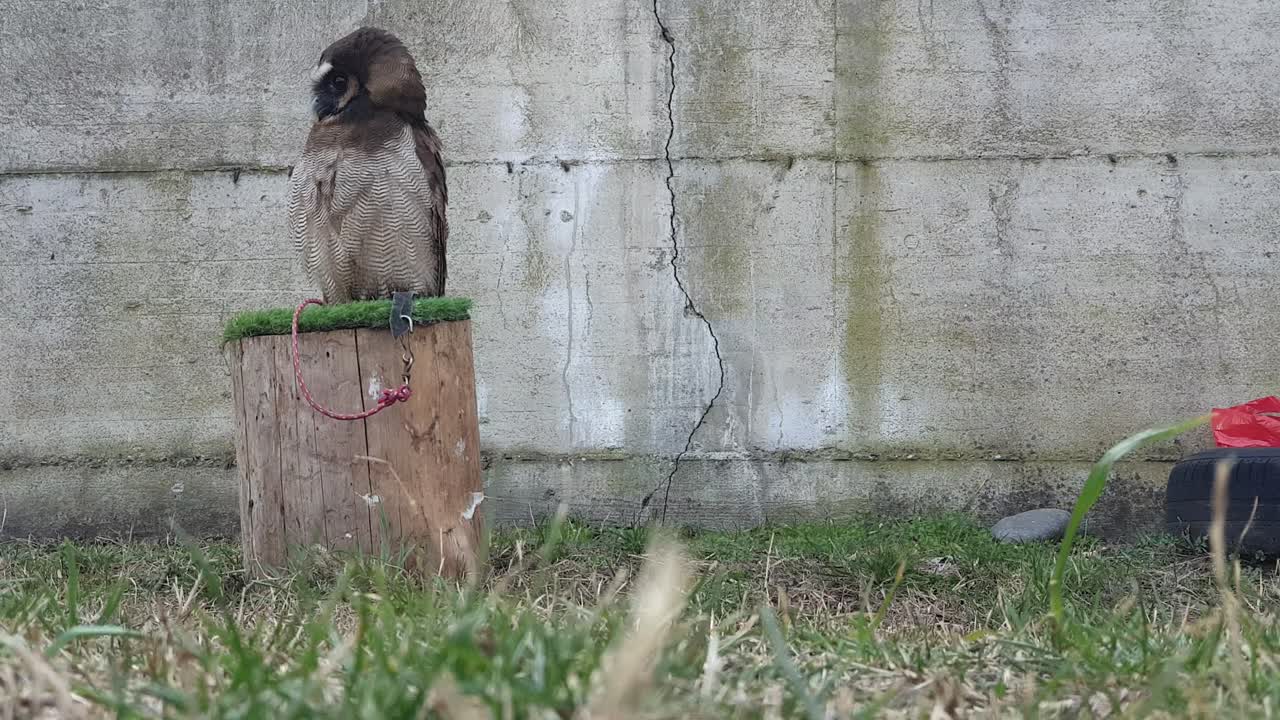 Tawny owl on tree stump moving head. Zoom out