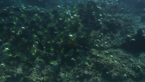 snorkel 03