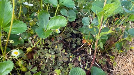 close-up panning over organic strawberry plants with green fruits, flowers, clover, and straw mulch in a cloudy winter garden devoted to self-sufficient lifestyle and natural farming