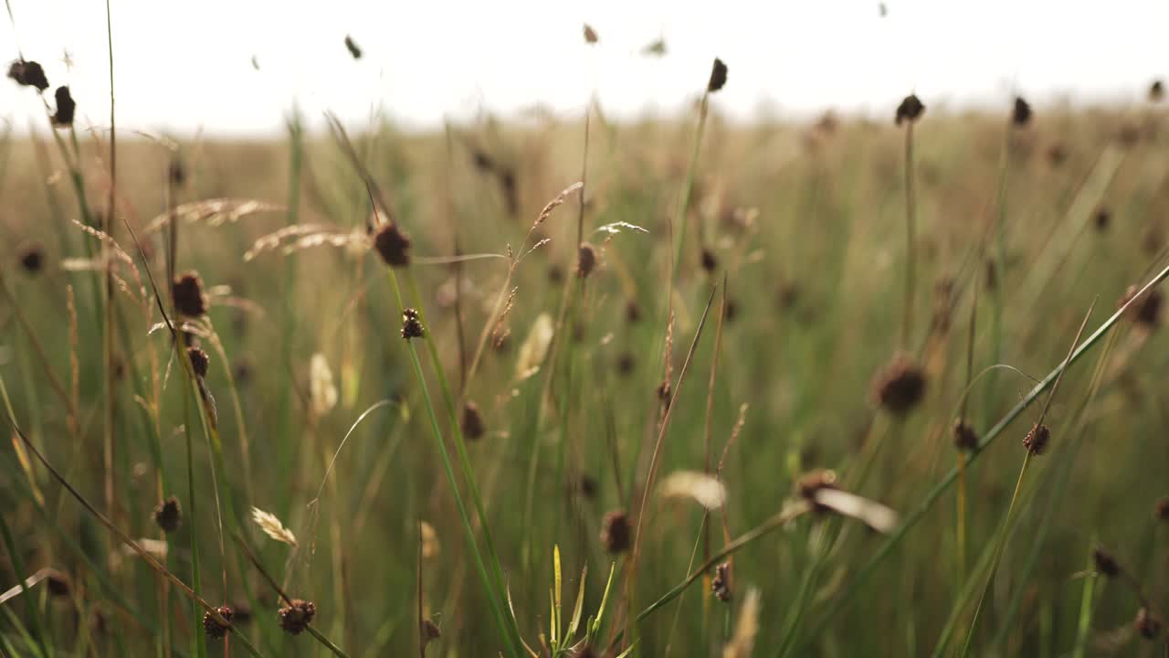 movimiento de carro a lo largo de la pradera de tierras de cultivo holandesas con hierba de caña verde a la luz del día