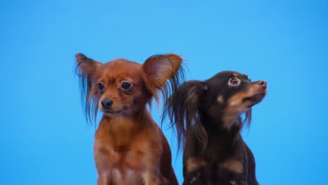 two russian toy terrier puppies