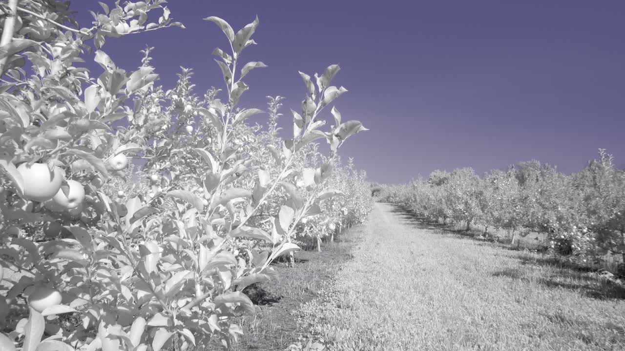 Apple Orchard with Rows of Trees