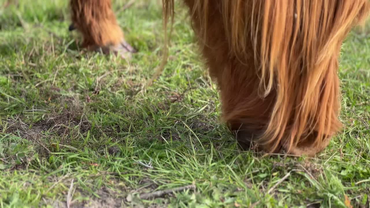 Peaceful shot of a Scottish Highland cow grazing on a green pasture with trees in the background, representing nature, agriculture, and rural tranquility