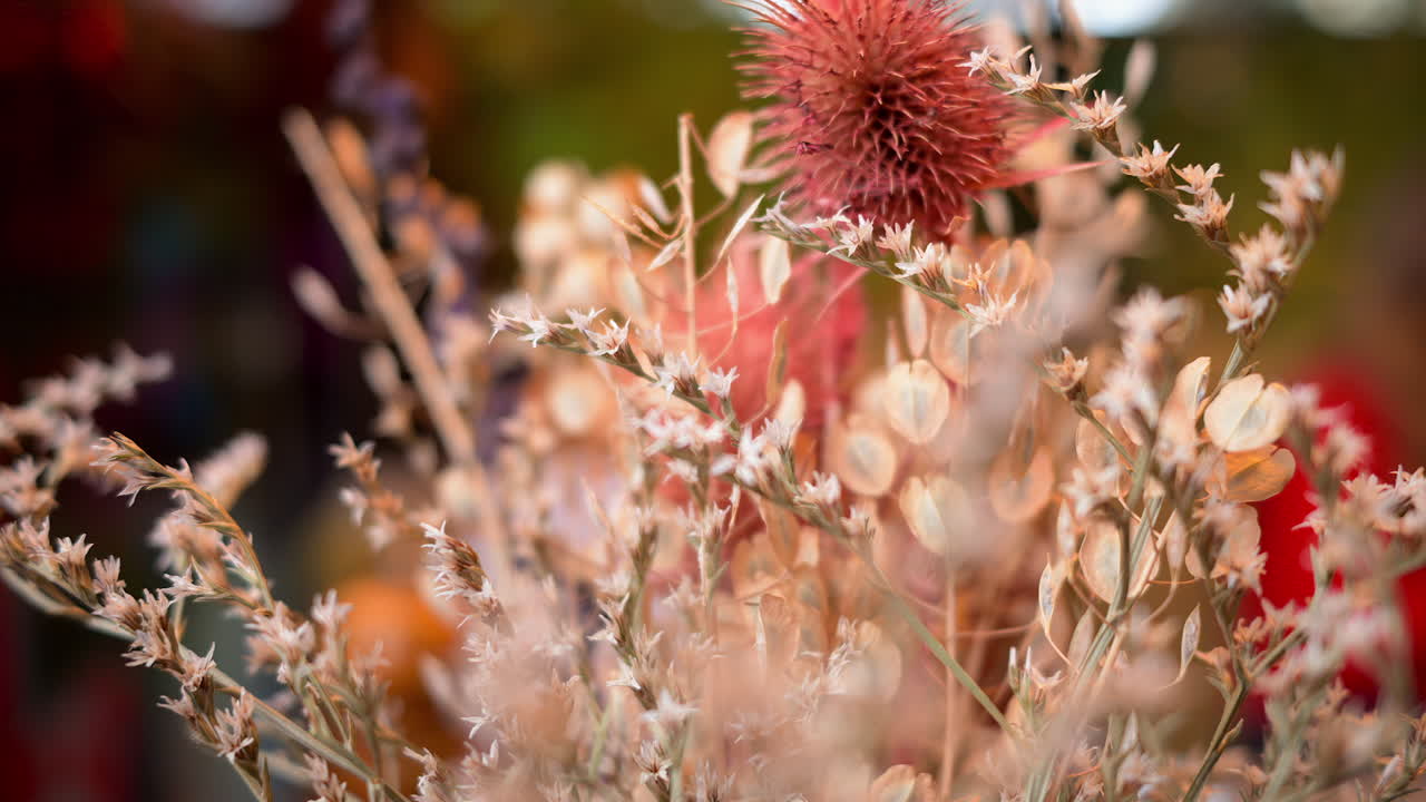 Colourful dried plants interior decoration