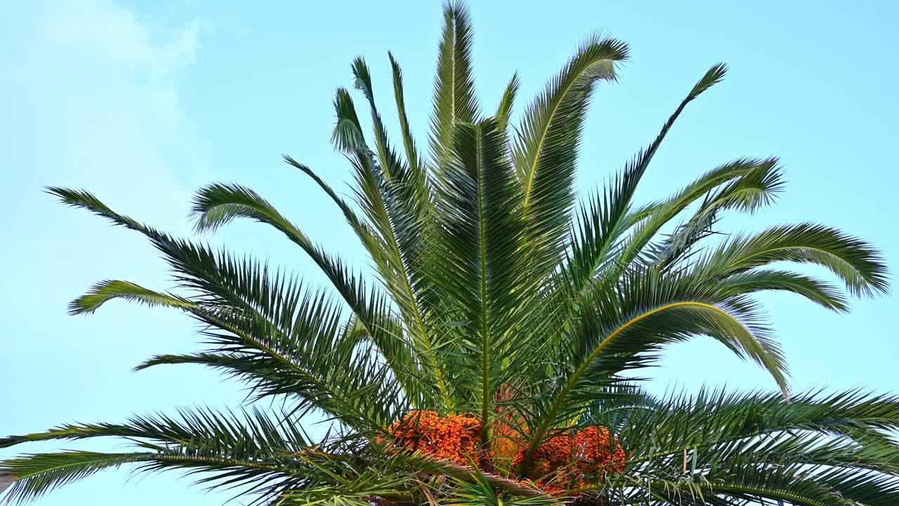 A palm tree with blue and clear sky on the background in Asprovalta, Greece
