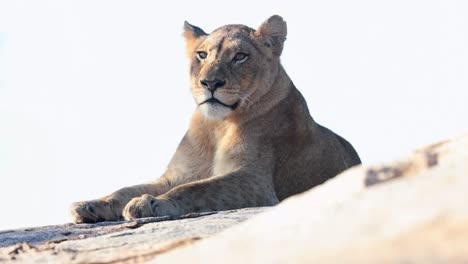 african lion in dappled sunlight against pale uniform background sky