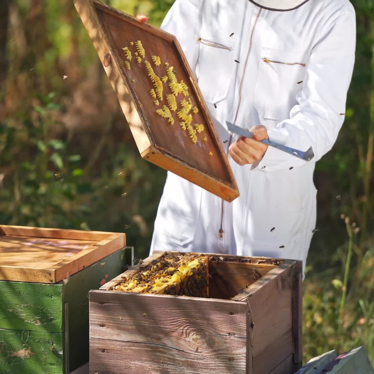 Apicoltura nella natura. Apicoltore in tuta bianca che lavora con i telaini delle api vicino alle arnie di legno. Apicoltore che ispeziona le arnie
