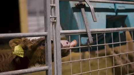 eager calf in holding pen drinks from milk feeder, close up static