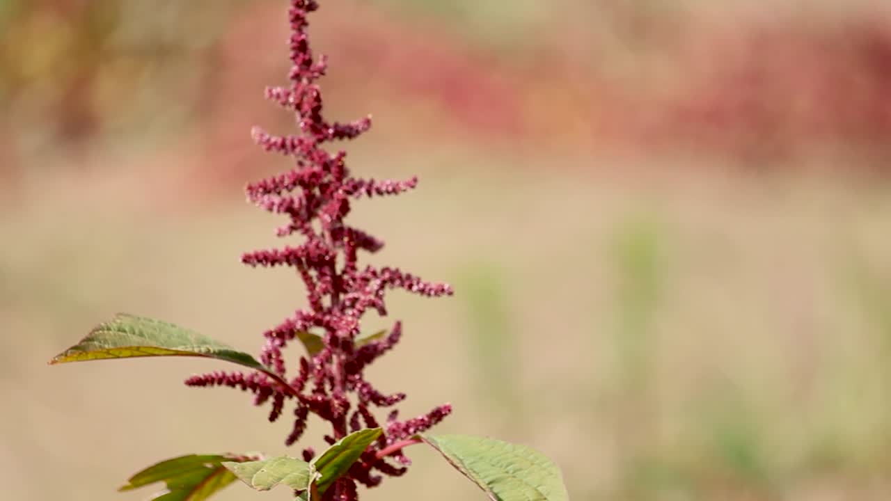 African food in the slopes of Kilimanjaro. A crop for food in Africa.