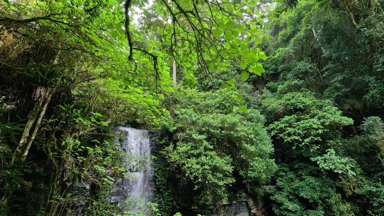 A serene waterfall cascades in a vibrant rainforest, captured in slow motion with natural lighting and rich greenery
