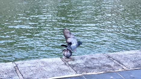 Two feral pigeons display courtship behavior on a concrete riverside ledge in natural daylight