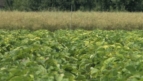 Plano-Medio-Del-Campo-De-Fresas-En-Alemania