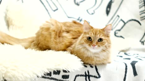 cute ginger cat lying in bed. fluffy curious pet on cozy home background