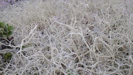 Tundra-Artica.-Hermosa-Naturaleza-Paisaje-Natural-De-Noruega.