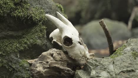 lamb skull on the rocks