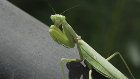 footage of green praying mantis, sitting on a black metal rail