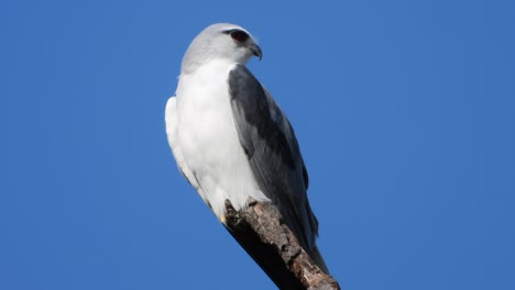 Black-shouldered-kite-waiting-for-pray-