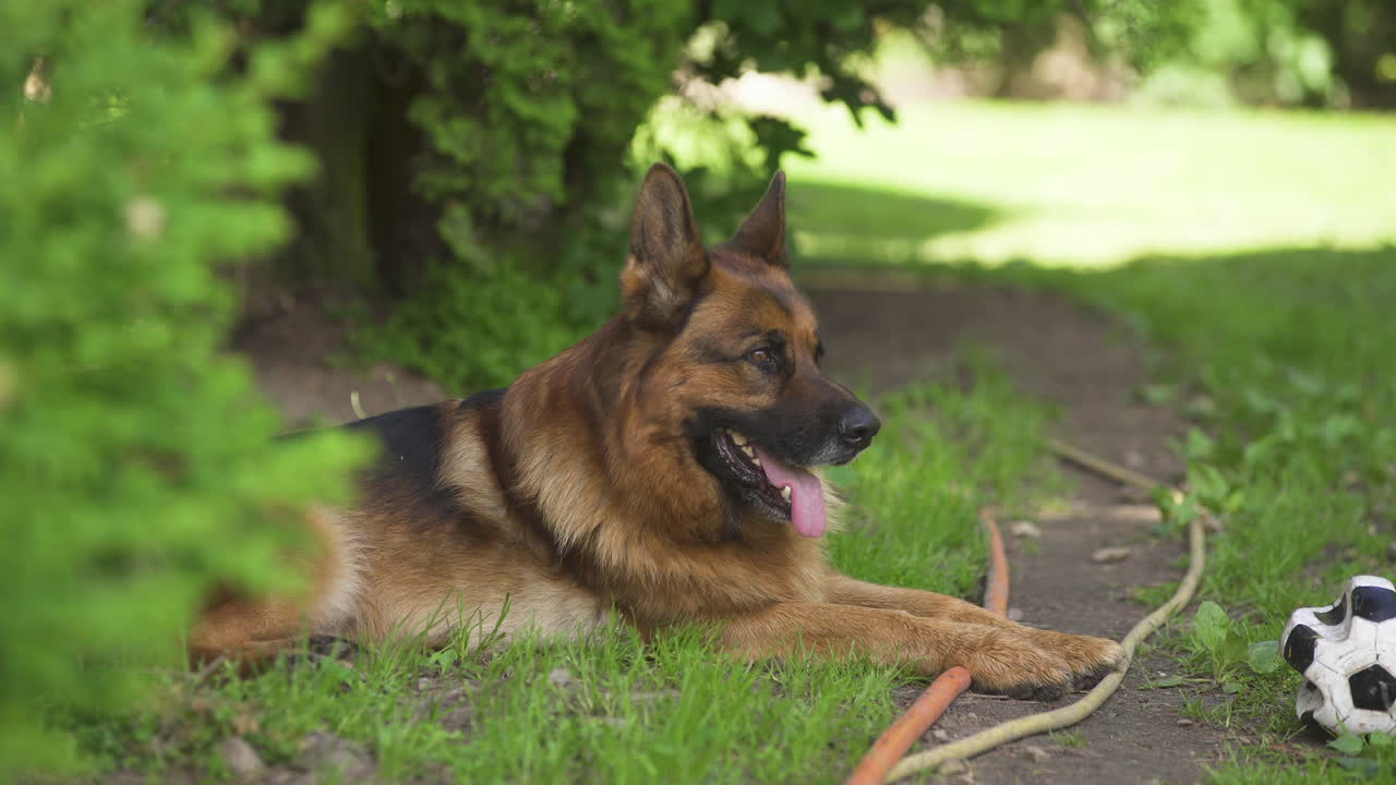 녹색 풀밭에 누워 있는 아름다운 독일 셰퍼드 개는 코가 놀고 싶어하는 축구공을 밀고, 정적인 초상화는 가까이 있습니다