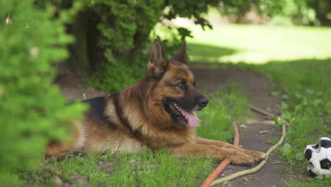 Beautiful-German-shepherd-dog-lying-down-outside-on-green-grass-pushes-soccer-ball-with-nose-wanting-to-play,-static-portrait-close-up