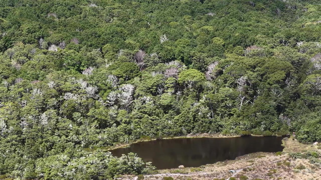 Primer plano de plantas nativas de flores moradas creciendo en suelo rocoso, una típica escena de paisaje alpino salvaje de la Isla Sur de Nueva Zelanda.