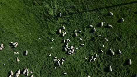 A-bunch-of-sheeps-eating-green-grass-on-a-beautiful-hill