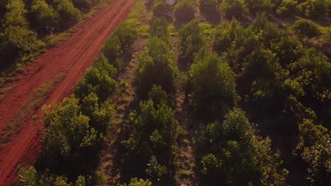 aerial adventure across yerba mate plantation over red soil