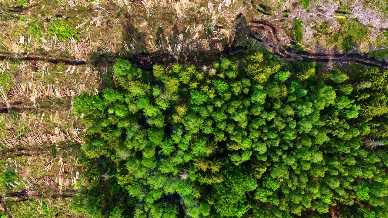 Aerial view of small dense forest surrounded by deforested land