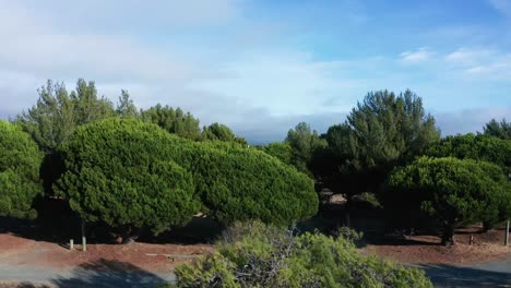 A-rise-above-the-natural-trees-and-land-to-reveal-the-city