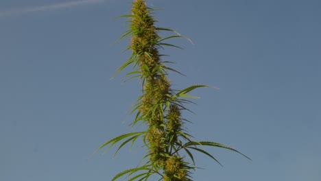 single cannabis plant outside with blue sky in the background