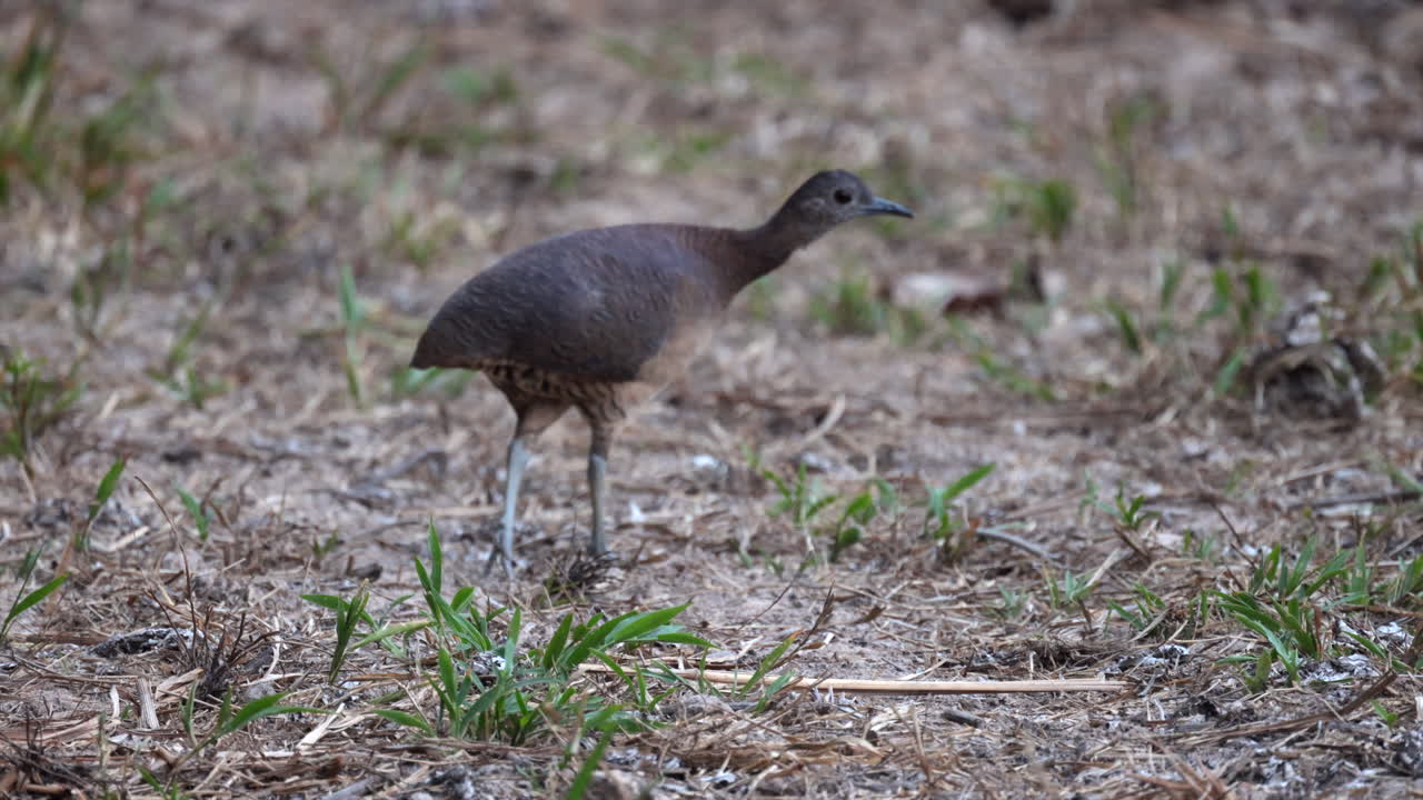 Tropical Undulated Tinamou bird rainforest floor, ground walking partridge jungle