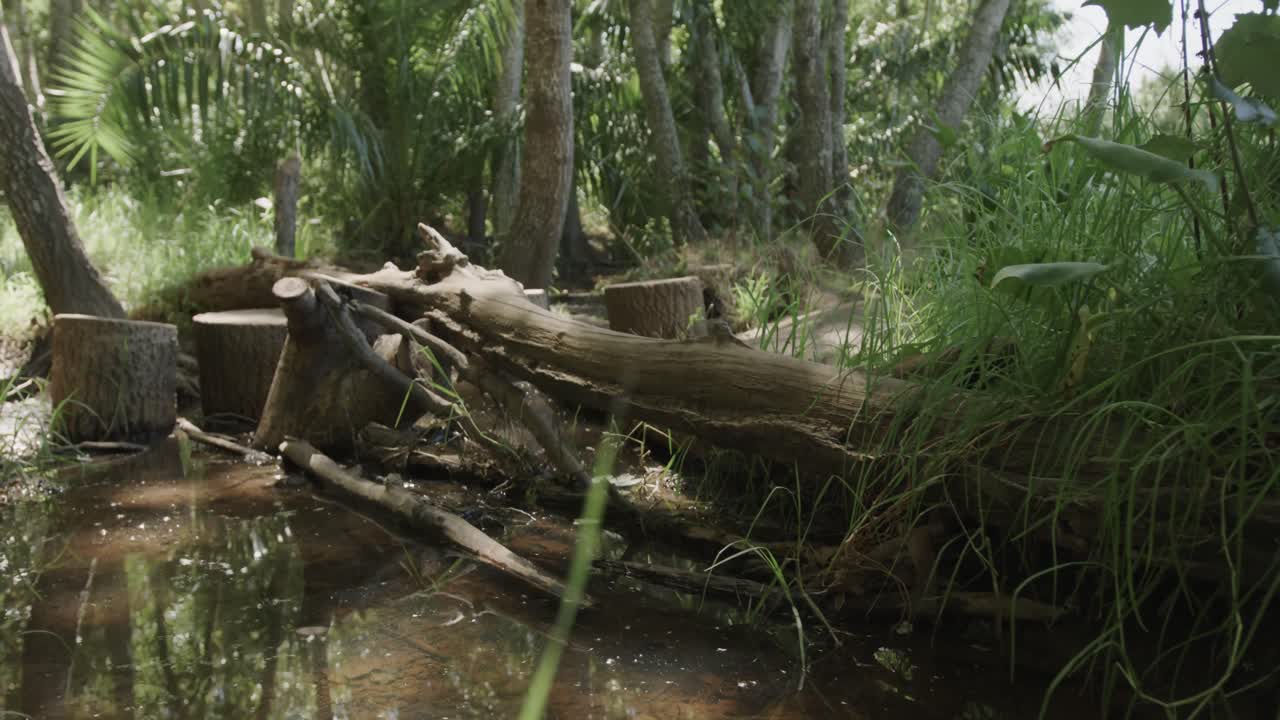 나무, 풀, 연못 이 있는 숲 의 일반적 인 전망, 느린 움직임