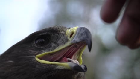 Eagle,-hawk-close-up-with-a-honorable-face-of-American-flag