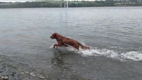 a young playful dog bounding through the water chasing rocks thrown by its owner, slow motion