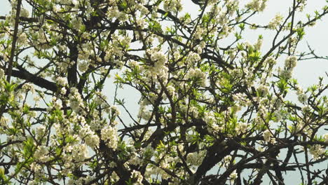 plum tree (prunus salicina) full of white blossoms and young green leaves sways gently in the spring wind, with soft light filtering through its branches against a pale sky in rural northern vietnam.