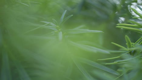 zoom lento fuera de la planta verde enfoque suave