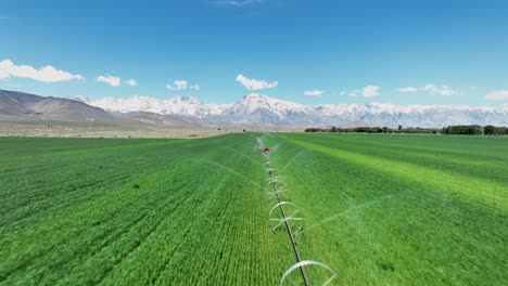 wheel line irrigation system waters alfalfa near bishop, california