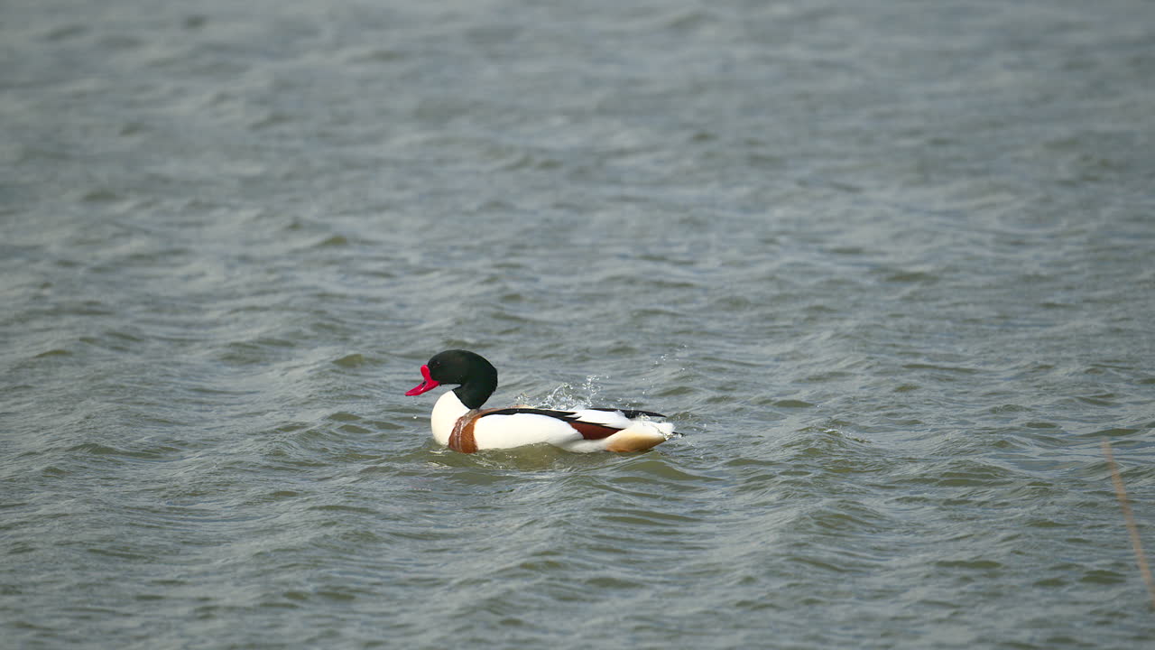 일반 데크 수이 물 속에서 털을 청소하는 느린 동영상